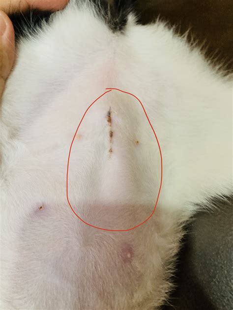 seroma cat|Spaying in Cats 